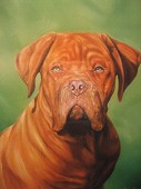 Head Of Dog.